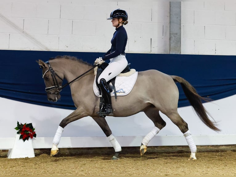 Duitse rijpony Merrie 6 Jaar 142 cm Falbe in Marsberg