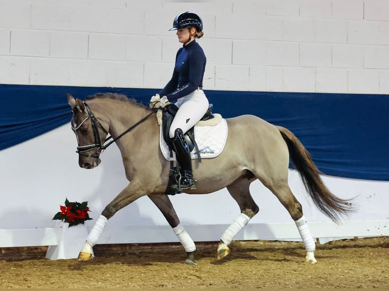 Duitse rijpony Merrie 6 Jaar 142 cm Falbe in Marsberg