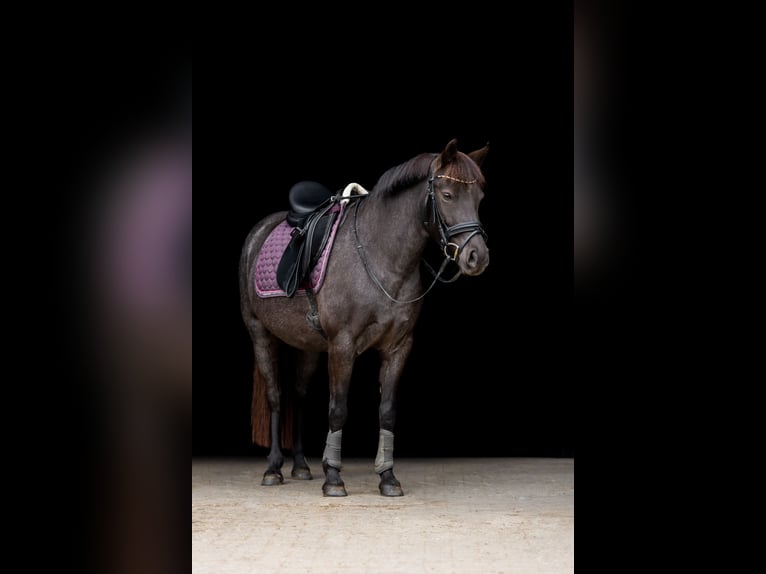 Duitse rijpony Merrie 6 Jaar 142 cm Roan-Blue in Frechen