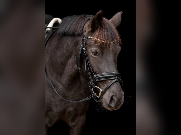 Duitse rijpony Merrie 6 Jaar 142 cm Roan-Blue in Frechen