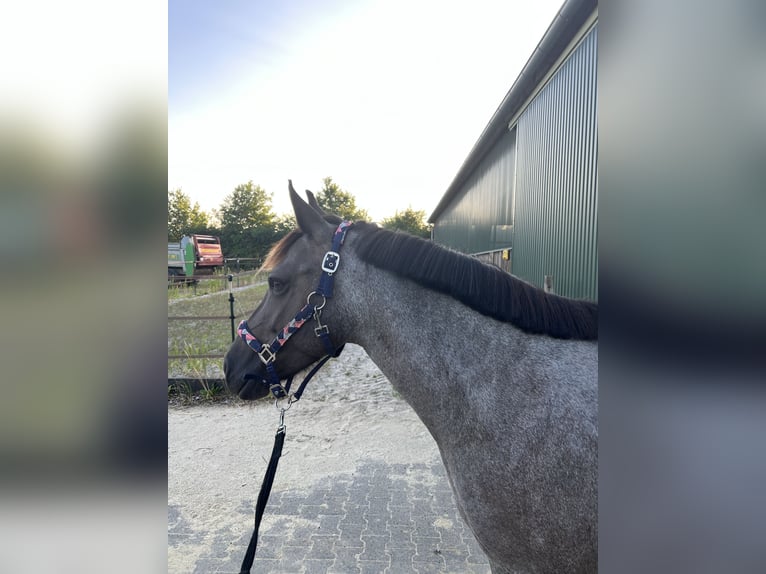 Duitse rijpony Merrie 6 Jaar 142 cm Roan-Blue in Frechen