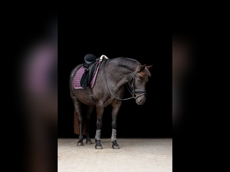 Duitse rijpony Merrie 6 Jaar 142 cm Roan-Blue in Frechen