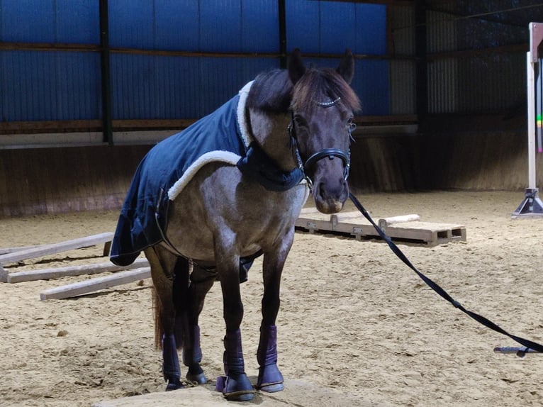 Duitse rijpony Merrie 6 Jaar 142 cm Roan-Blue in Frechen