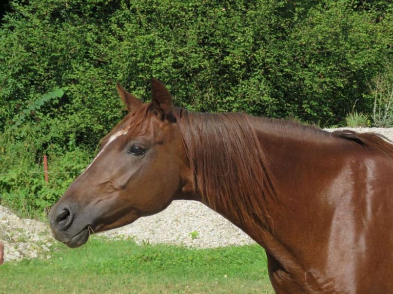 Duitse rijpony Merrie 6 Jaar 142 cm Vos in Hammersedt