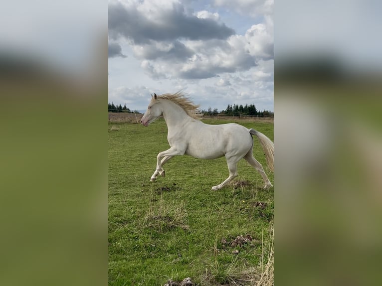 Duitse rijpony Merrie 6 Jaar 143 cm Cremello in Frankenau