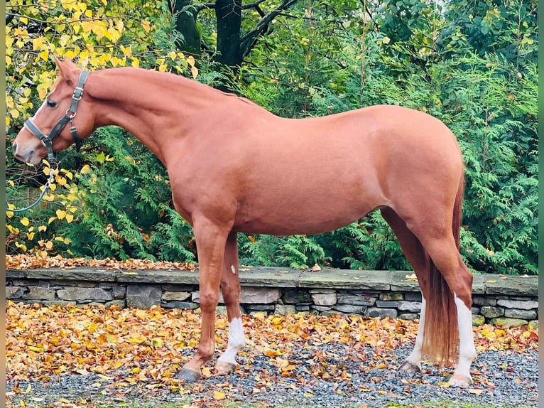 Duitse rijpony Merrie 6 Jaar 143 cm Donkere-vos in Cumbria