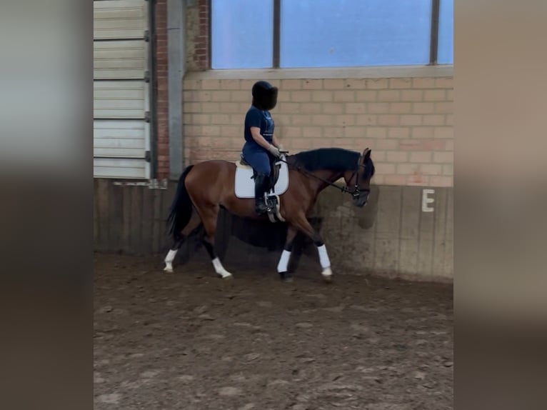 Duitse rijpony Merrie 6 Jaar 144 cm Bruin in Eggerm&#xFC;hlen