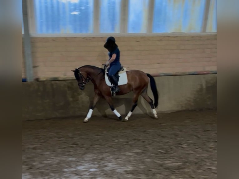 Duitse rijpony Merrie 6 Jaar 144 cm Bruin in Eggerm&#xFC;hlen