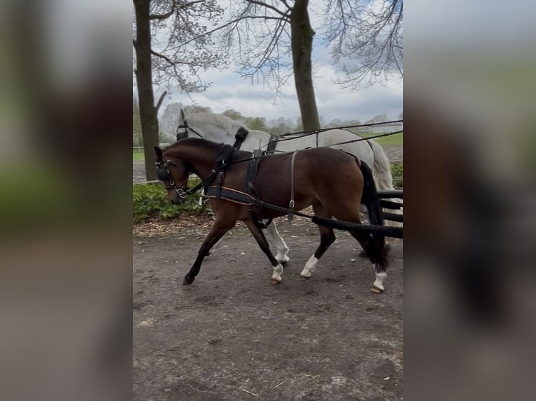 Duitse rijpony Merrie 6 Jaar 144 cm Bruin in Eggerm&#xFC;hlen