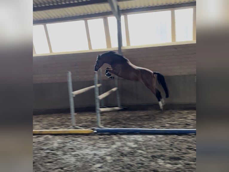 Duitse rijpony Merrie 6 Jaar 144 cm Bruin in Eggerm&#xFC;hlen
