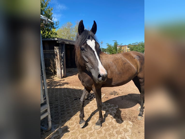 Duitse rijpony Merrie 6 Jaar 144 cm Donkerbruin in Freiburg im Breisgau