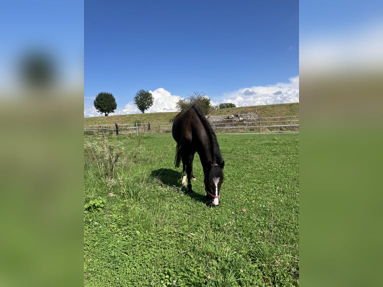 Duitse rijpony Merrie 6 Jaar 144 cm Donkerbruin in Freiburg im Breisgau