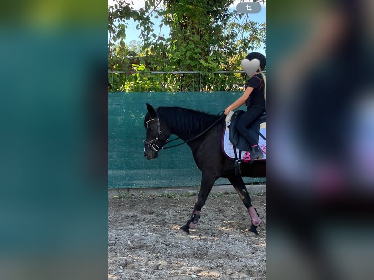 Duitse rijpony Merrie 6 Jaar 144 cm Donkerbruin in Freiburg im Breisgau