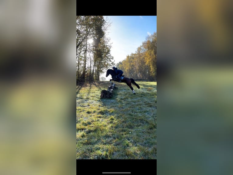 Duitse rijpony Merrie 6 Jaar 144 cm Donkerbruin in Dobersdorf