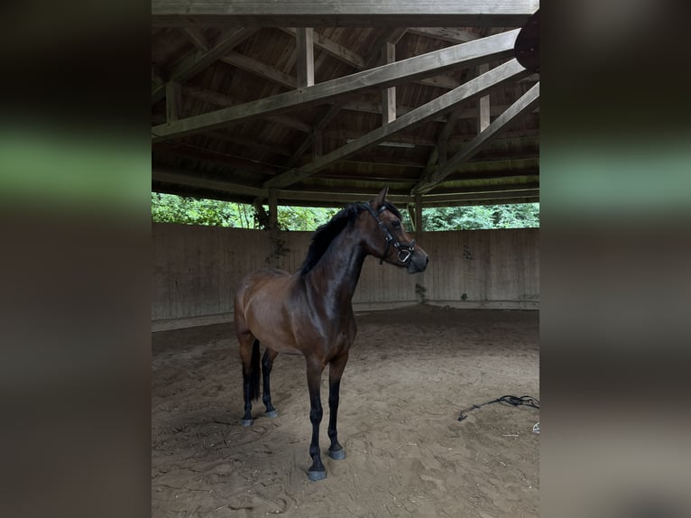 Duitse rijpony Merrie 6 Jaar 144 cm Donkerbruin in Dobersdorf