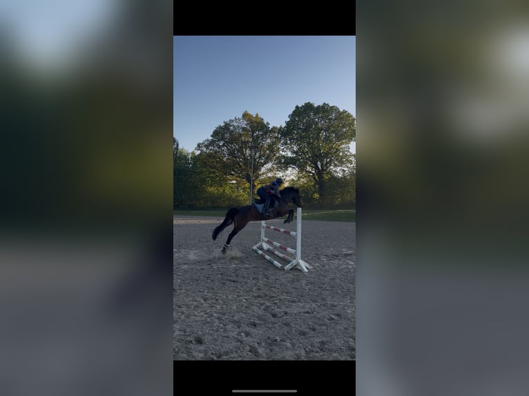 Duitse rijpony Merrie 6 Jaar 144 cm Donkerbruin in Dobersdorf