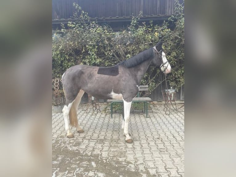 Duitse rijpony Merrie 6 Jaar 144 cm Gevlekt-paard in Loiching