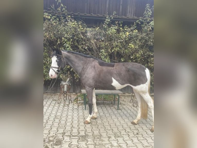 Duitse rijpony Merrie 6 Jaar 144 cm Gevlekt-paard in Loiching