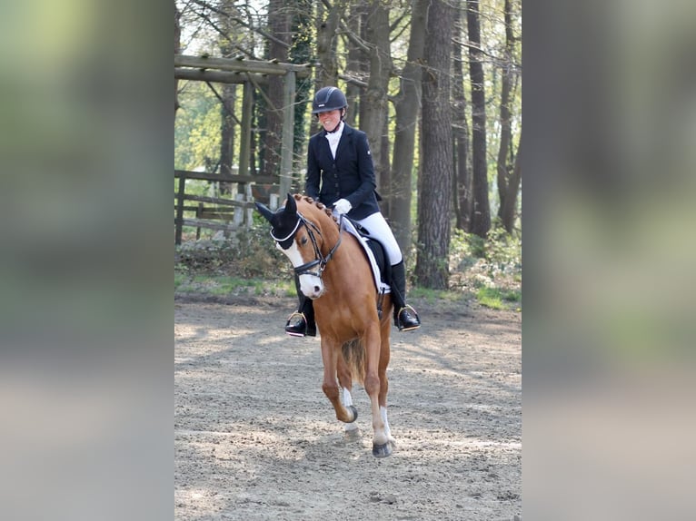 Duitse rijpony Merrie 6 Jaar 144 cm Vos in Neuss