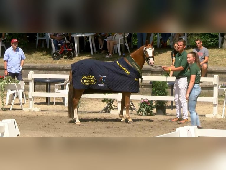 Duitse rijpony Merrie 6 Jaar 144 cm Vos in Neuss