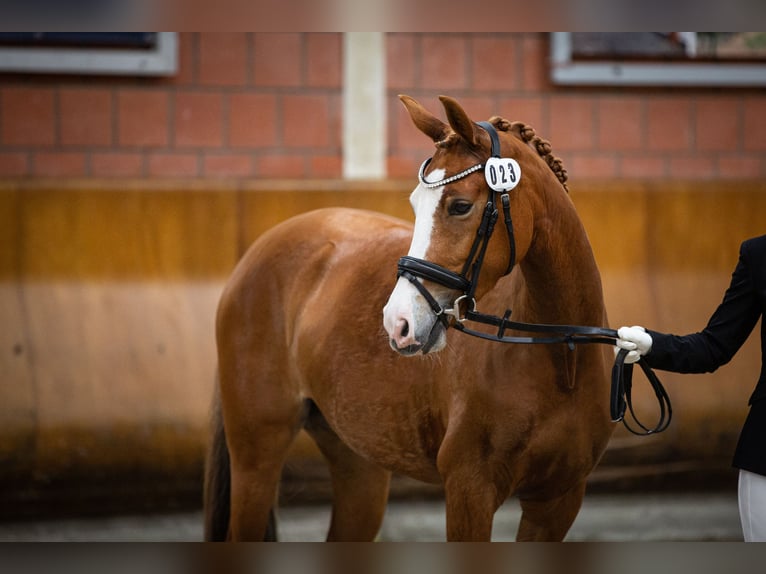 Duitse rijpony Merrie 6 Jaar 144 cm Vos in Neuss