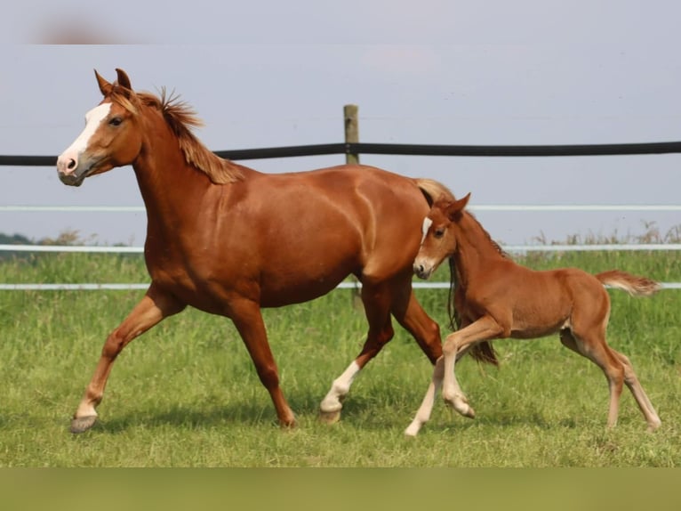 Duitse rijpony Merrie 6 Jaar 144 cm Vos in Neuss