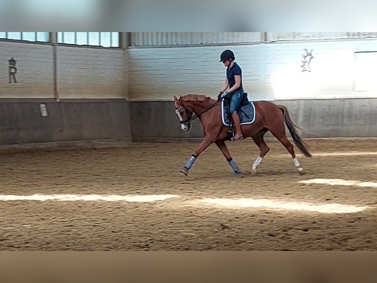 Duitse rijpony Merrie 6 Jaar 144 cm Vos in Neuss