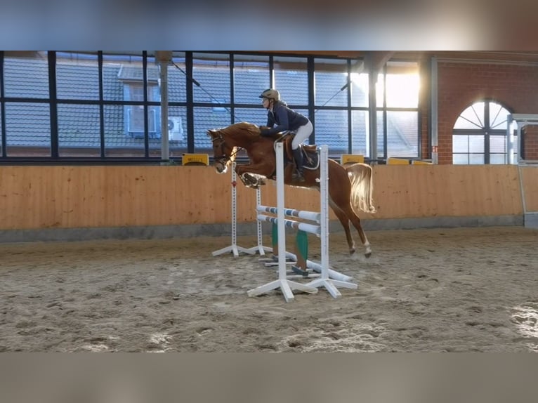 Duitse rijpony Merrie 6 Jaar 144 cm Vos in Stuhr