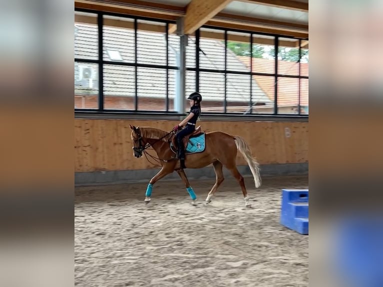 Duitse rijpony Merrie 6 Jaar 144 cm Vos in Stuhr