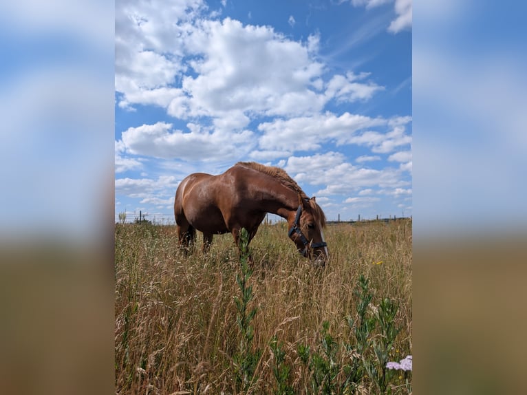 Duitse rijpony Merrie 6 Jaar 144 cm Vos in Wandlitz