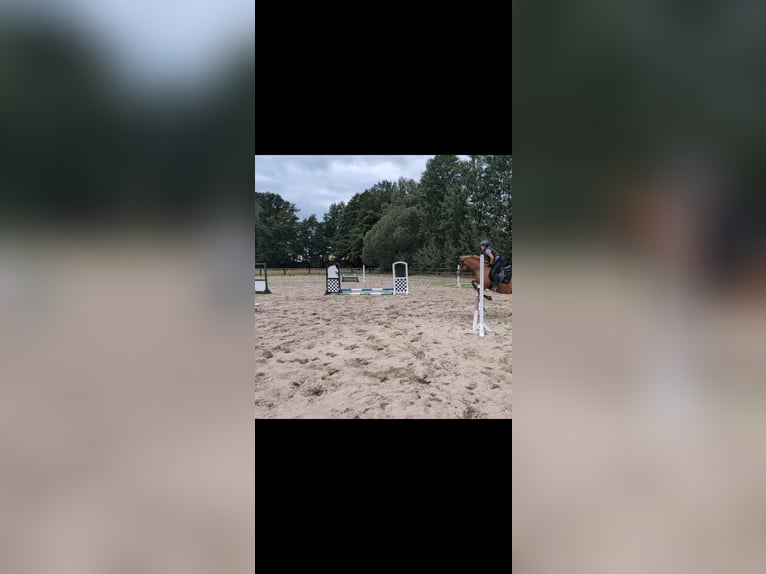 Duitse rijpony Merrie 6 Jaar 144 cm Vos in Wandlitz