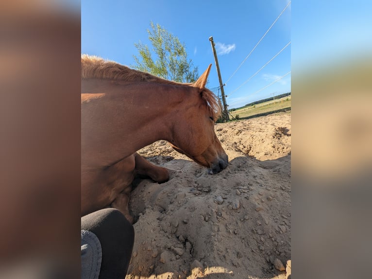 Duitse rijpony Merrie 6 Jaar 144 cm Vos in Wandlitz