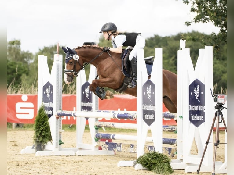 Duitse rijpony Merrie 6 Jaar 144 cm Vos in Kalletal