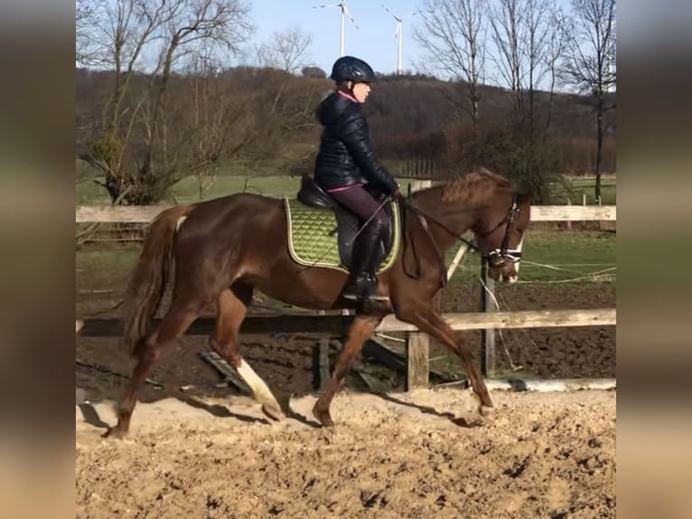 Duitse rijpony Merrie 6 Jaar 144 cm Vos in Kalletal