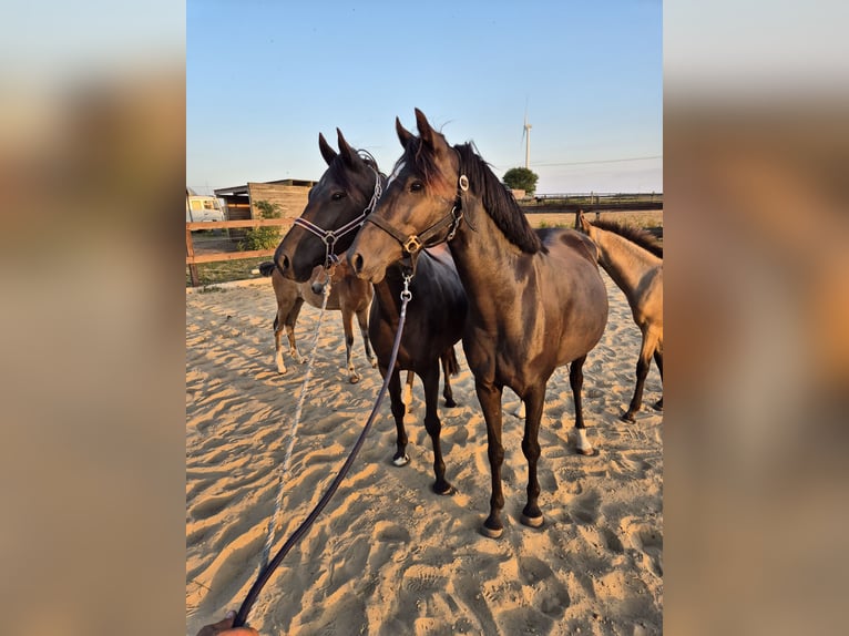 Duitse rijpony Merrie 6 Jaar 144 cm Zwart in Friedland