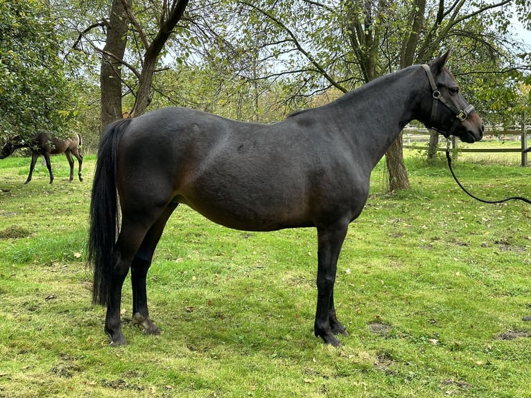 Duitse rijpony Merrie 6 Jaar 145 cm Bruin in Twistringen