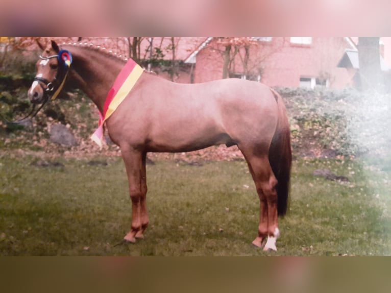 Duitse rijpony Merrie 6 Jaar 145 cm Bruin in Twistringen