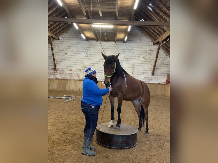 Duitse rijpony Merrie 6 Jaar 145 cm Bruin in Fuchstal