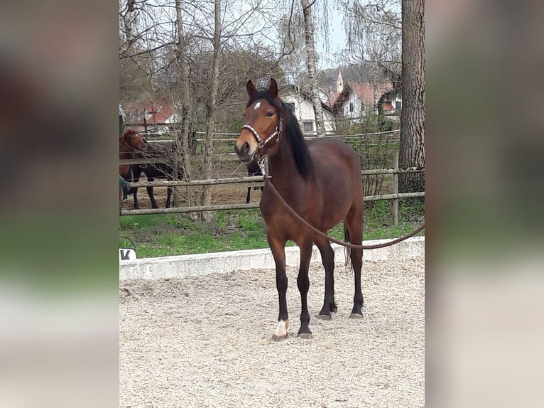 Duitse rijpony Merrie 6 Jaar 145 cm Bruin in Fuchstal