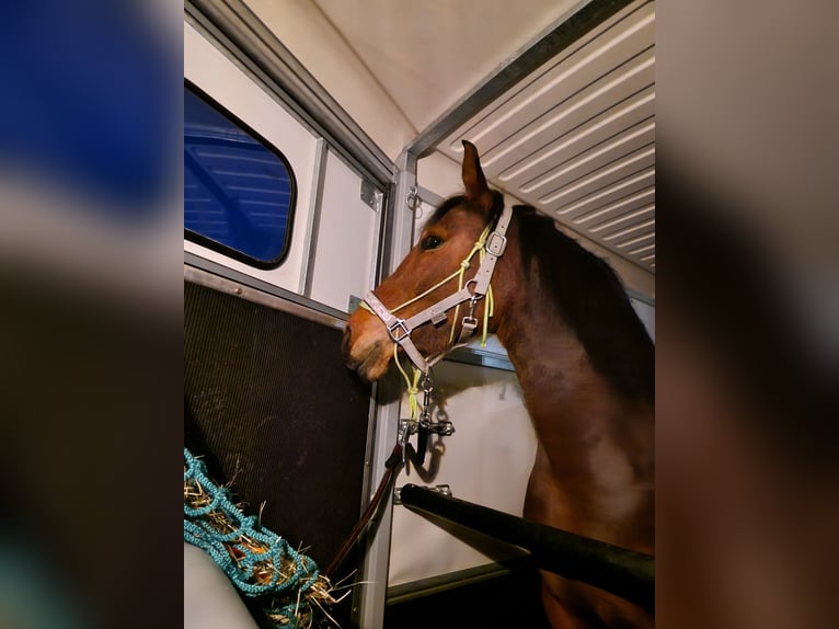 Duitse rijpony Merrie 6 Jaar 145 cm Bruin in Fuchstal