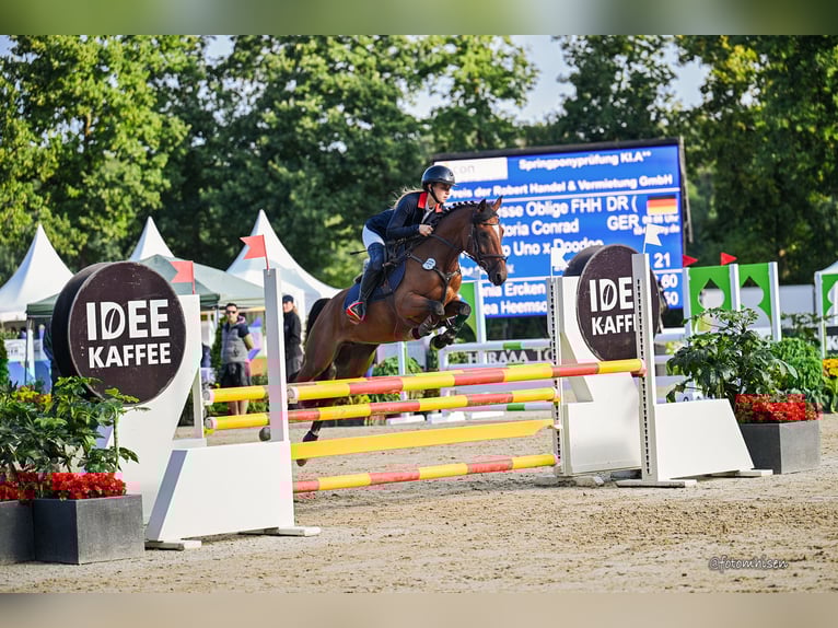 Duitse rijpony Merrie 6 Jaar 145 cm Bruin in Haan