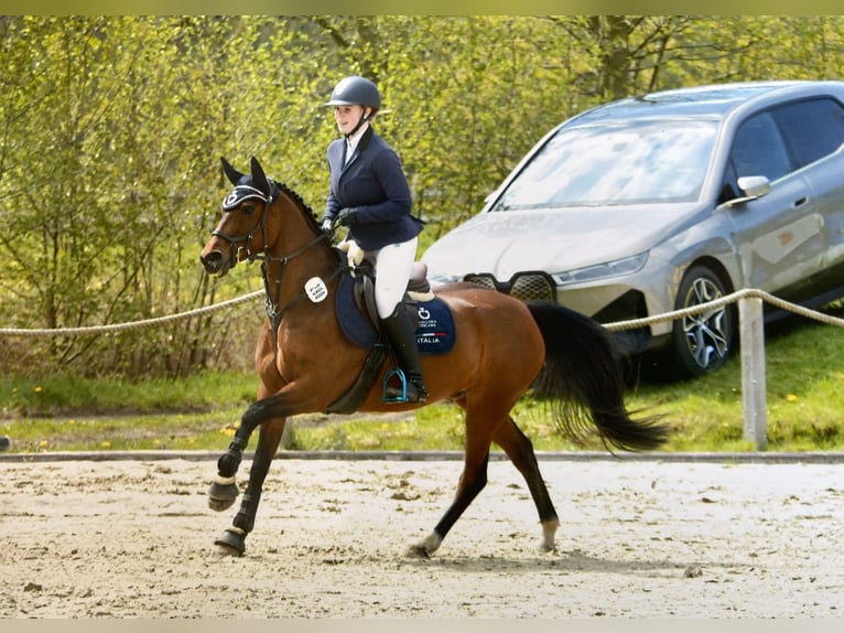 Duitse rijpony Merrie 6 Jaar 145 cm Bruin in Wentorf bei Hamburg