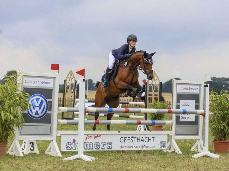 Duitse rijpony Merrie 6 Jaar 145 cm Bruin in Wentorf bei Hamburg