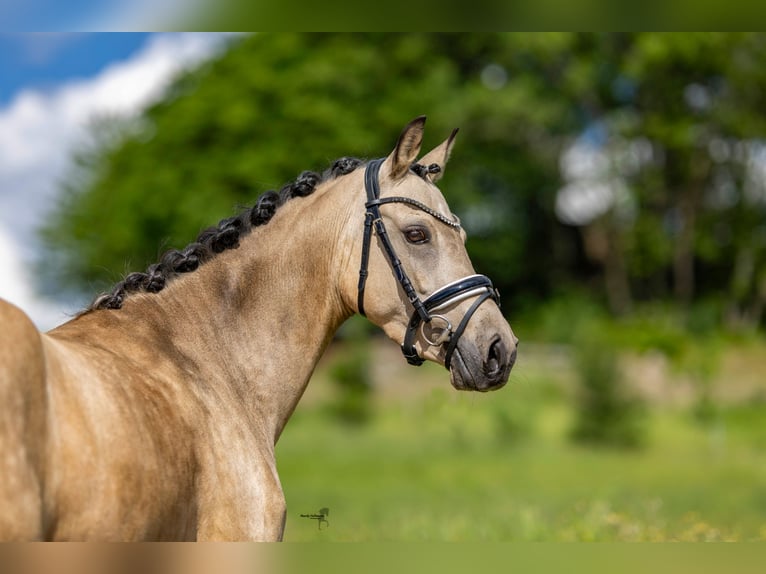 Duitse rijpony Merrie 6 Jaar 145 cm Buckskin in Salzhemmendorf