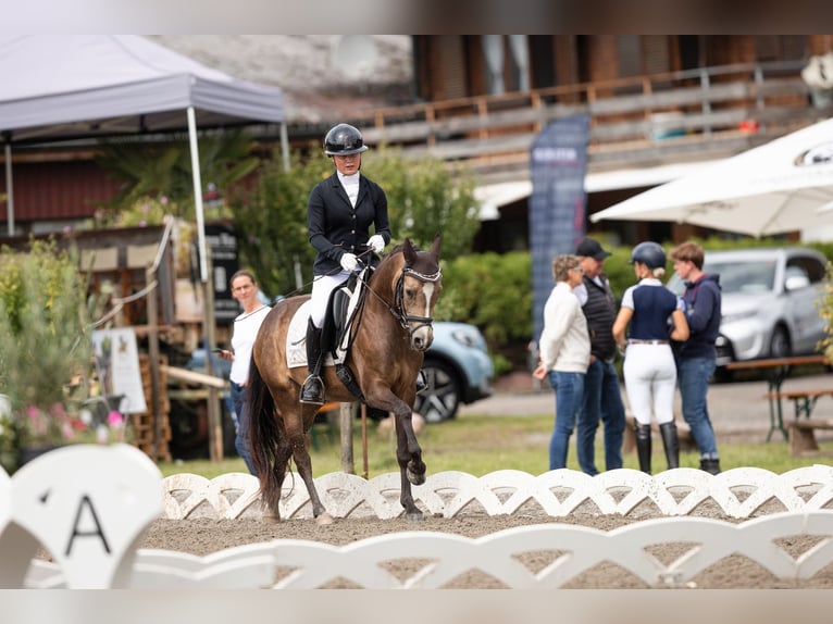 Duitse rijpony Merrie 6 Jaar 145 cm Falbe in Feldkirch