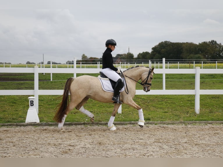 Duitse rijpony Merrie 6 Jaar 145 cm Falbe in Recke, bei Osnabrück