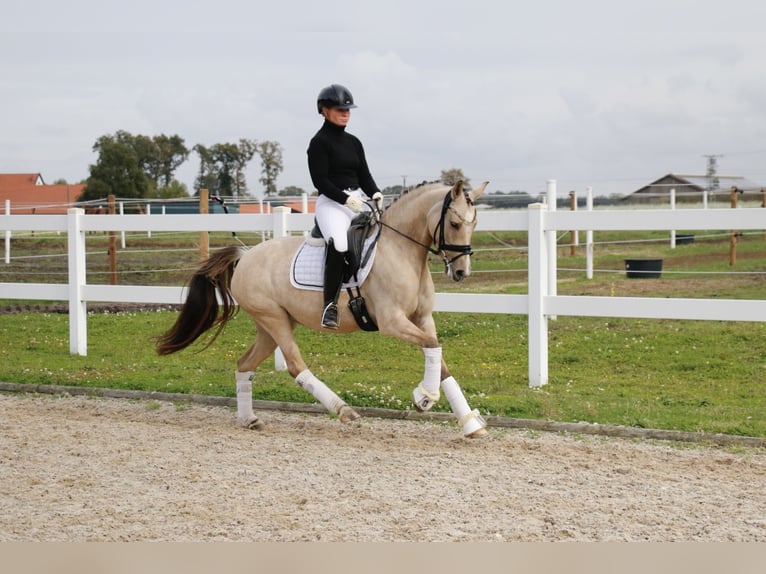 Duitse rijpony Merrie 6 Jaar 145 cm Falbe in Recke, bei Osnabrück