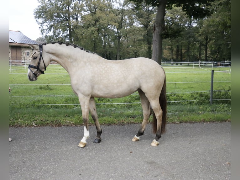 Duitse rijpony Merrie 6 Jaar 145 cm Falbe in Recke, bei Osnabrück