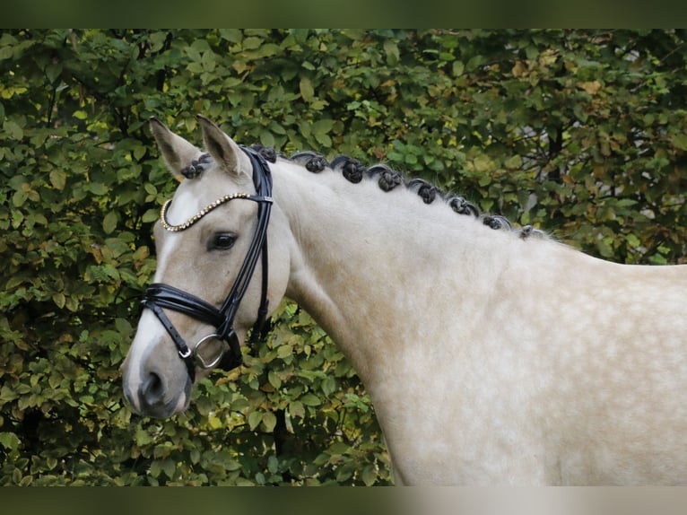 Duitse rijpony Merrie 6 Jaar 145 cm Falbe in Recke, bei Osnabrück