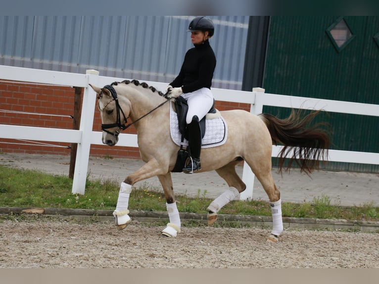 Duitse rijpony Merrie 6 Jaar 145 cm Falbe in Recke, bei Osnabrück